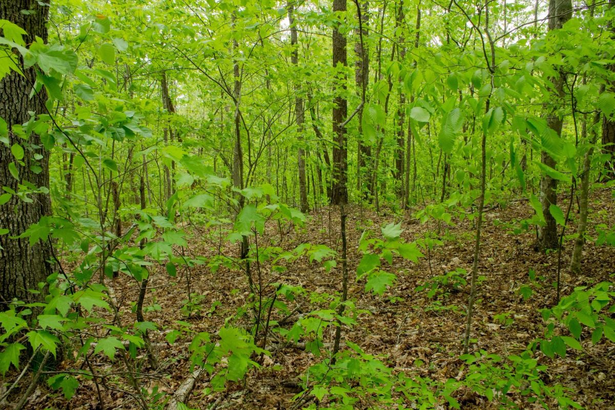 Decorative background for Trails End Tract 14 image 16