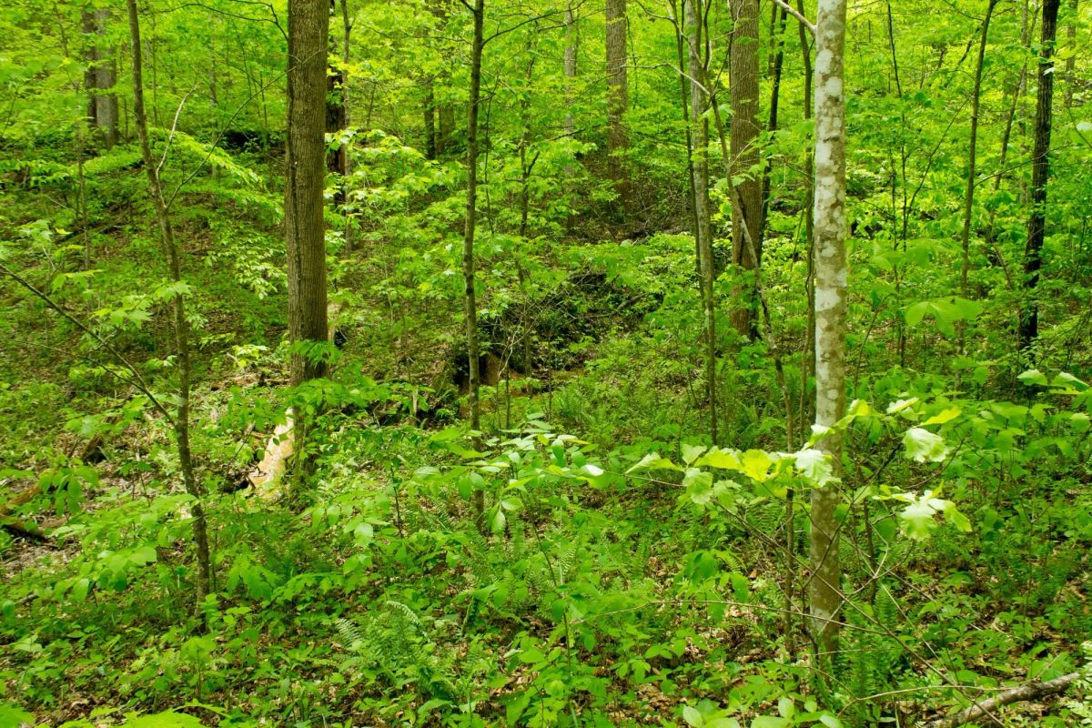 Decorative background for Trails End Tract 14 image 17