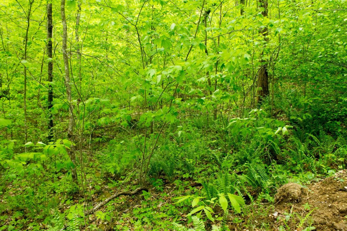 Decorative background for Trails End Tract 14 image 18