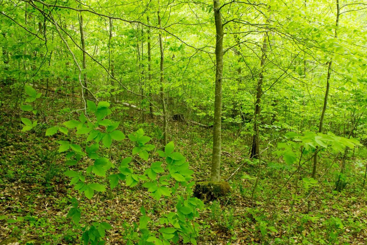 Decorative background for Trails End Tract 14 image 19
