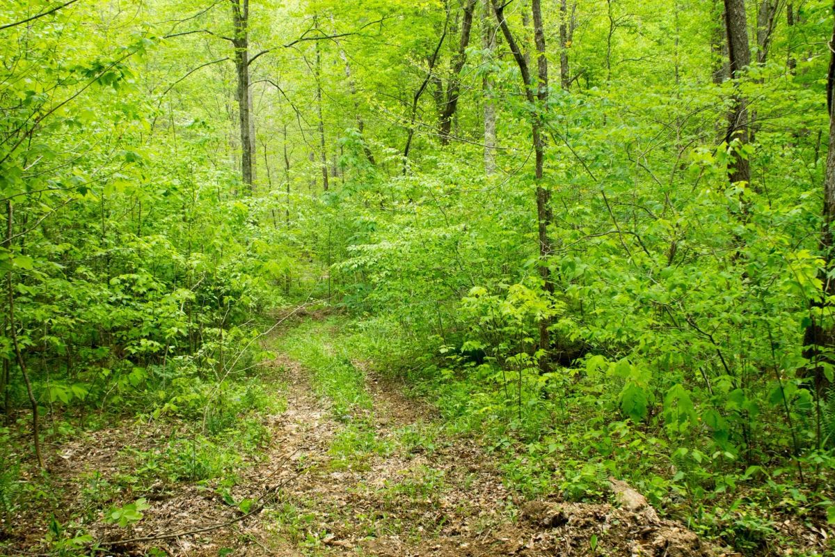 Decorative background for Trails End Tract 14 image 20