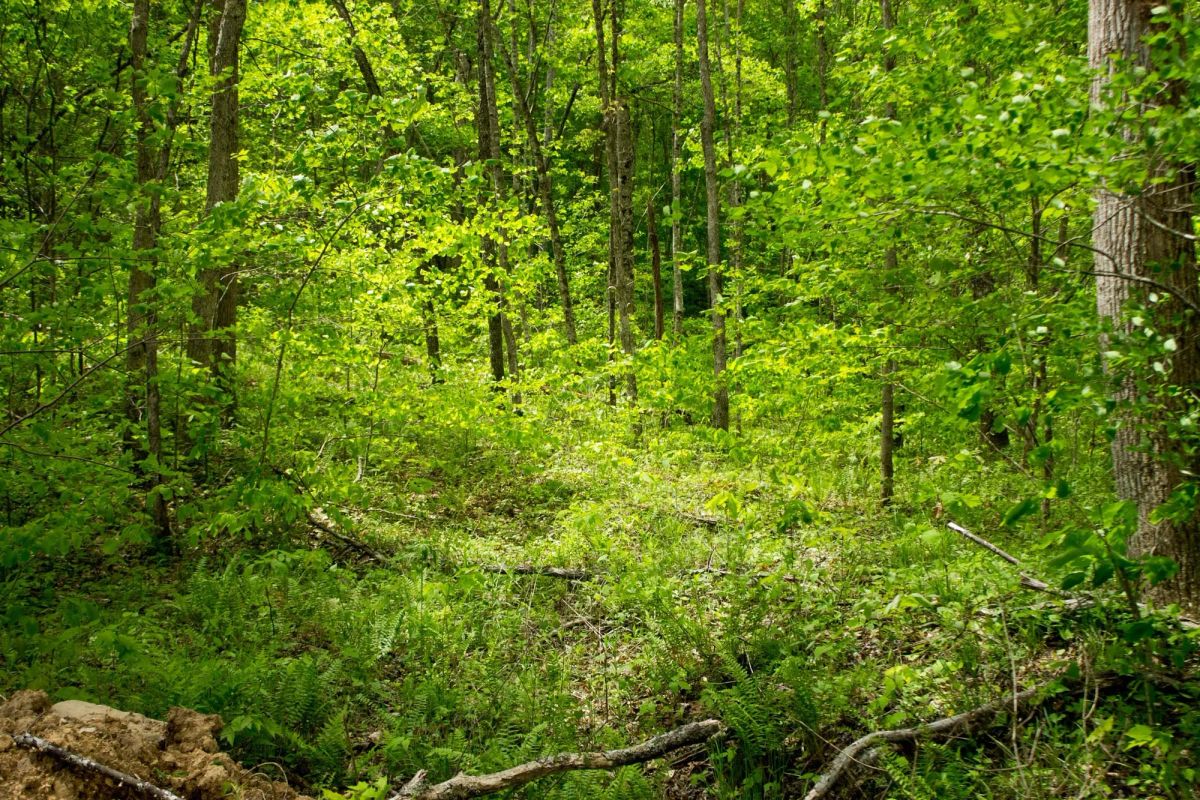 Decorative background for Trails End Tract 14 image 22