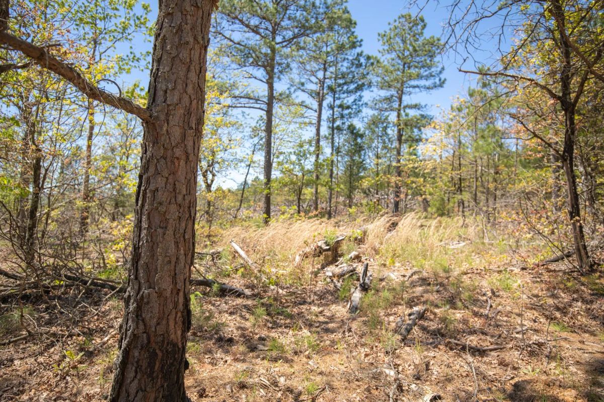 Eagle’s Nest Tract 9 - Image 3