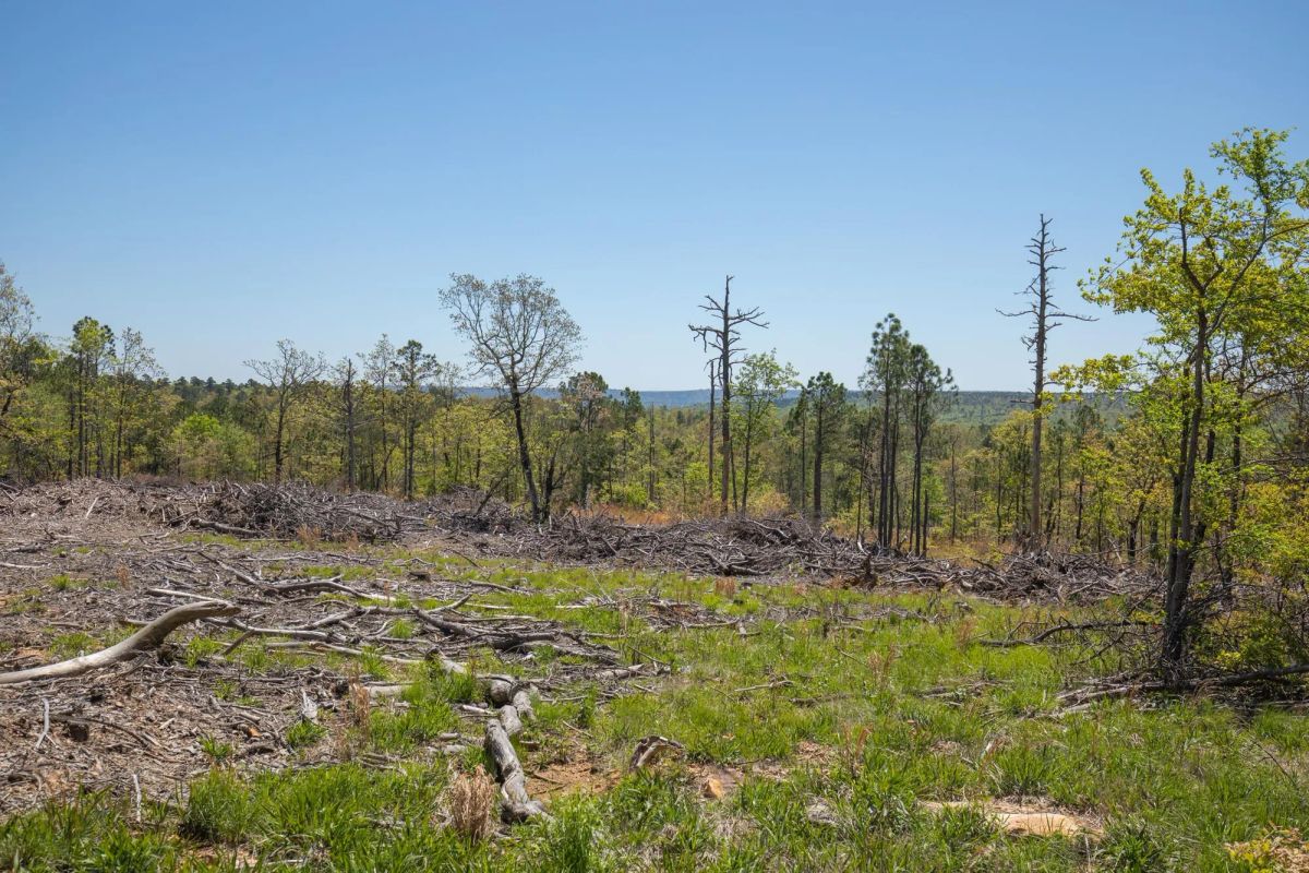 Decorative background for Eagle’s Nest Tract 9 image 8