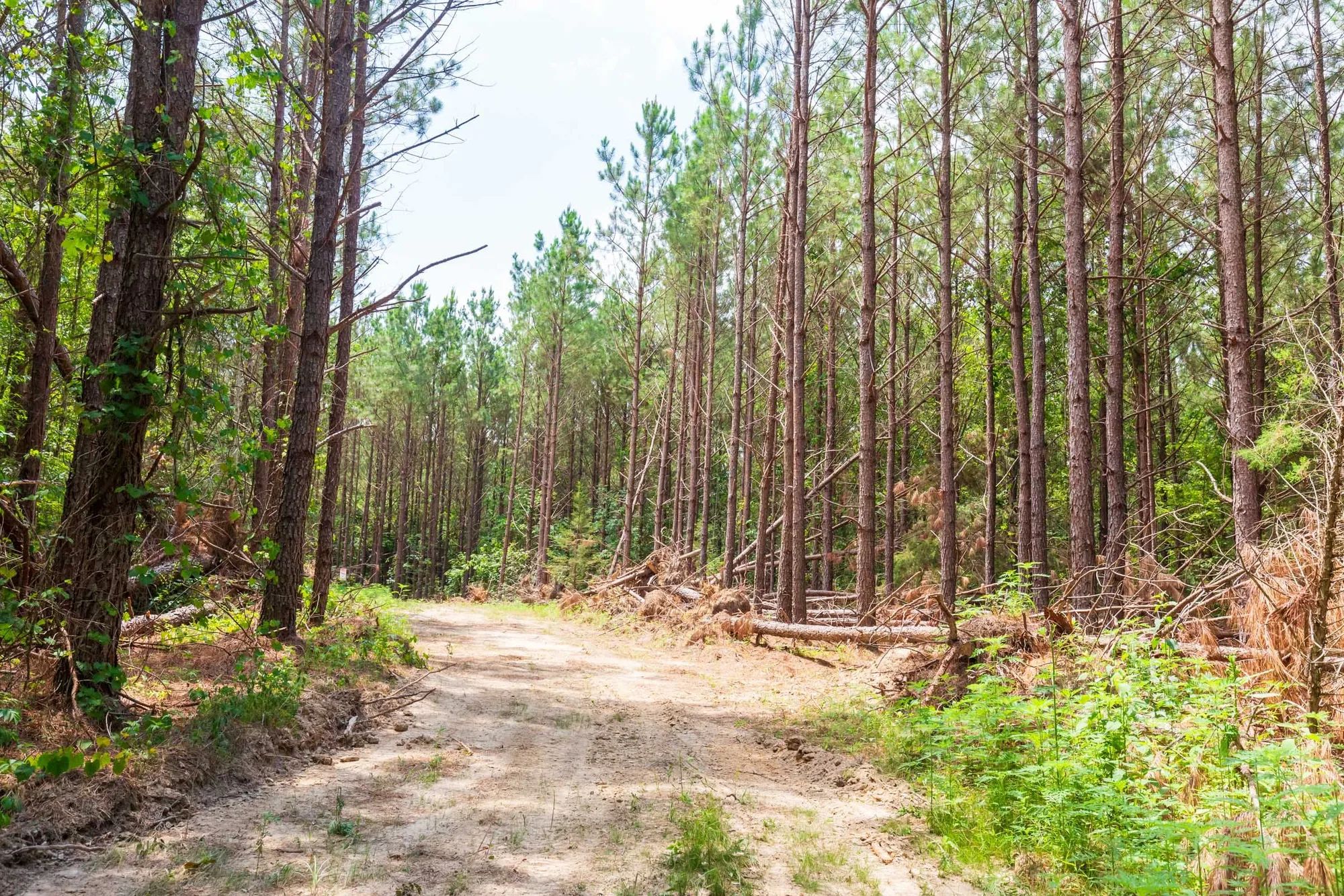 Whiskey Ridge Tract 90 in Henderson County, TN
