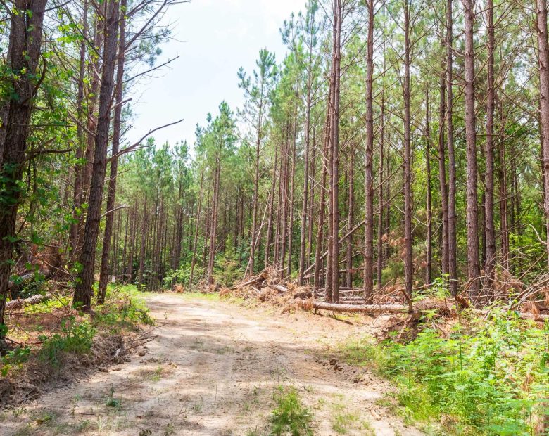 Whiskey Ridge Tract 90 in Henderson County, TN