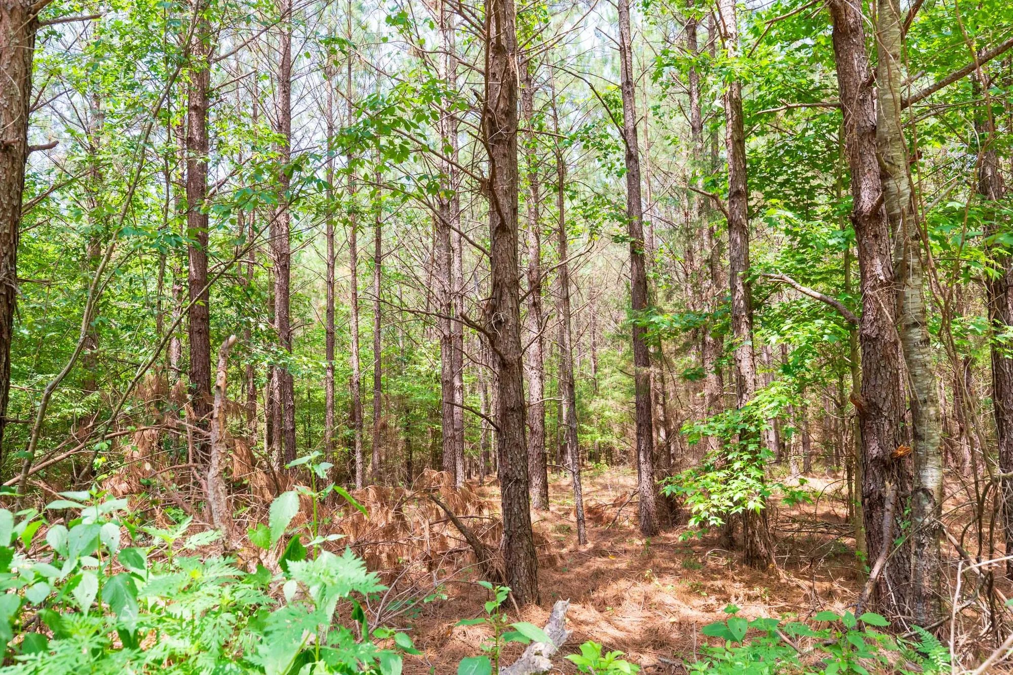 Whiskey Ridge Tract 90 in Henderson County, TN