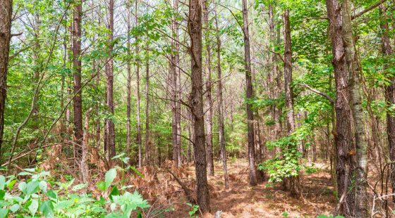 Whiskey Ridge Tract 90 in Henderson County, TN