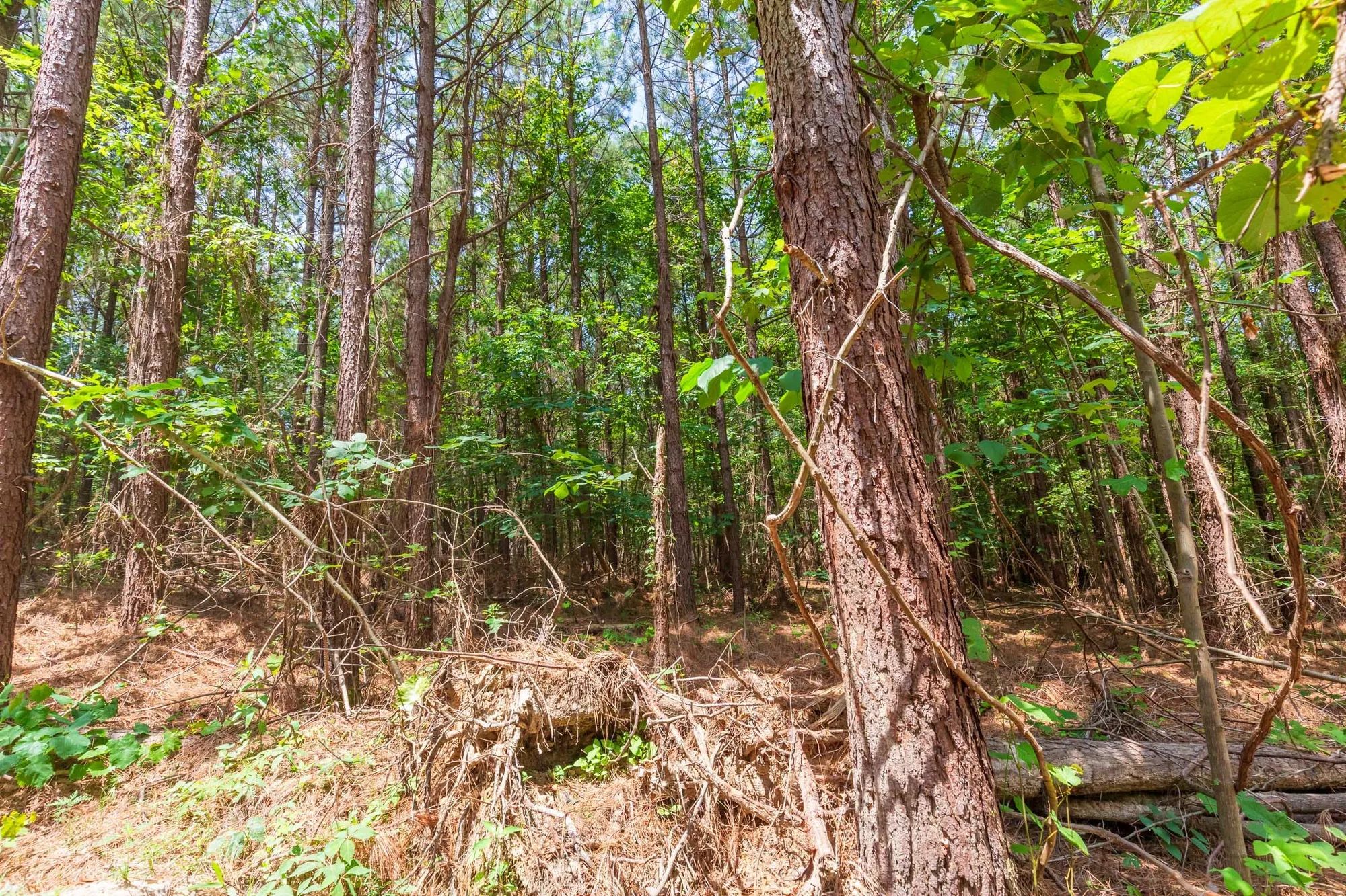 Whiskey Ridge Tract 90 in Henderson County, TN