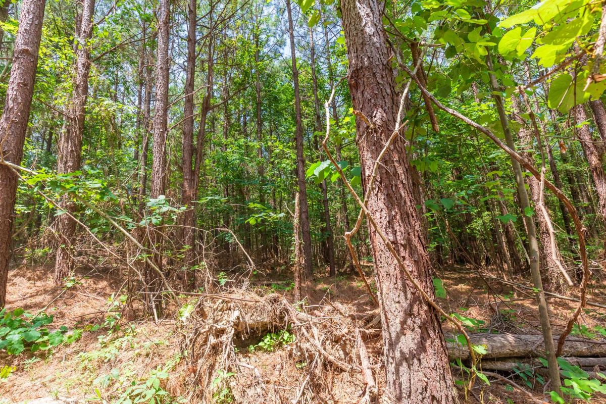 Whiskey Ridge Tract 90 - Image 3
