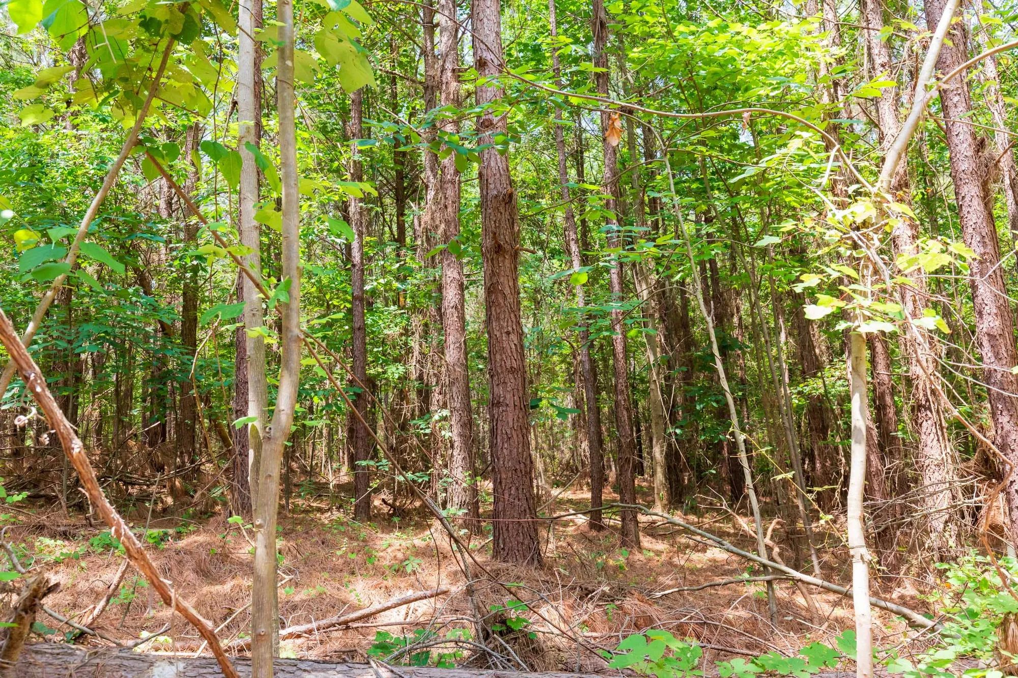 Whiskey Ridge Tract 90 in Henderson County, TN