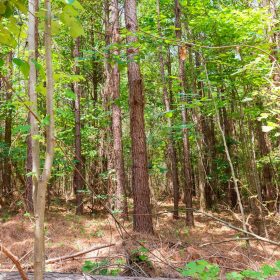 Whiskey Ridge Tract 90 in Henderson County, TN