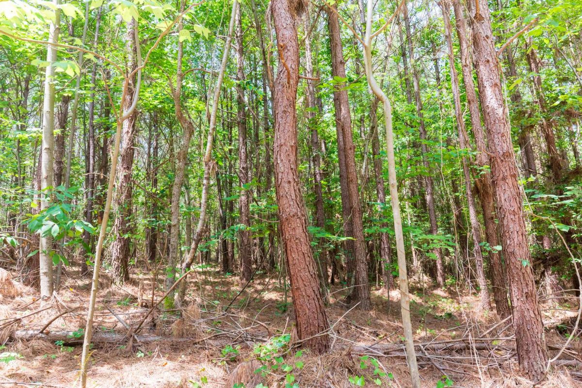 Decorative background for Whiskey Ridge Tract 90 image 5