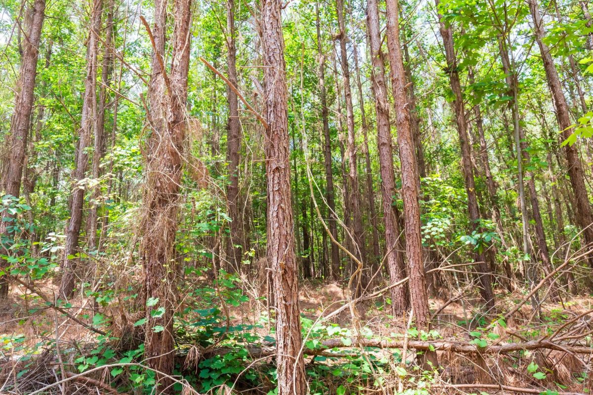 Decorative background for Whiskey Ridge Tract 90 image 6