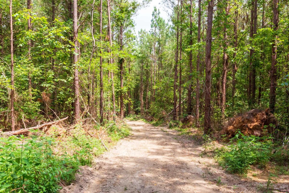 Decorative background for Whiskey Ridge Tract 90 image 7