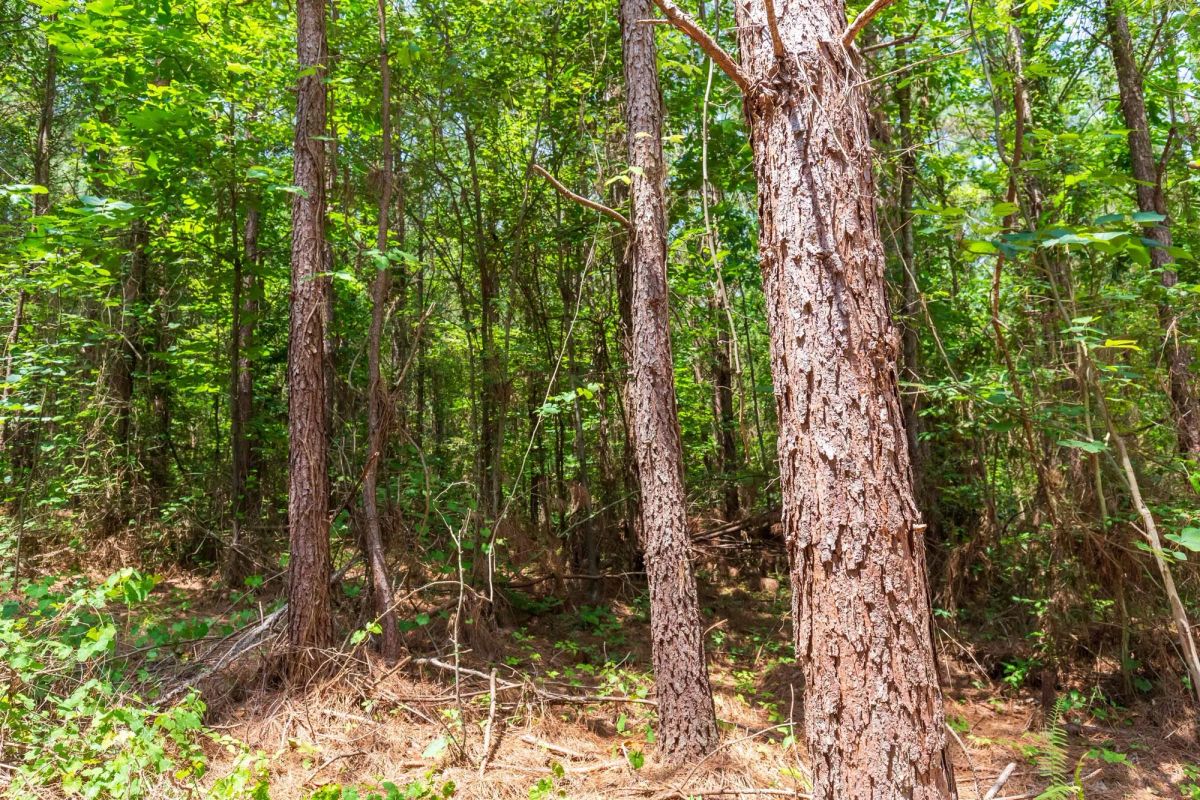 Decorative background for Whiskey Ridge Tract 90 image 8