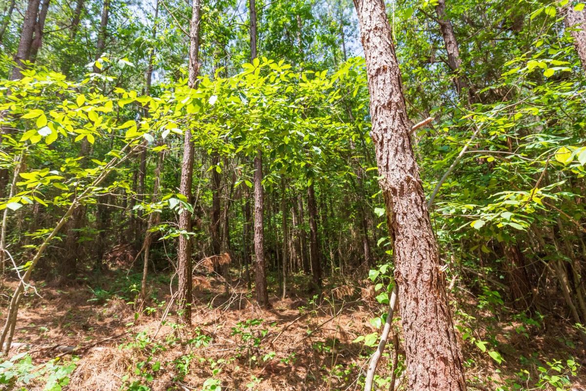 Decorative background for Whiskey Ridge Tract 90 image 9