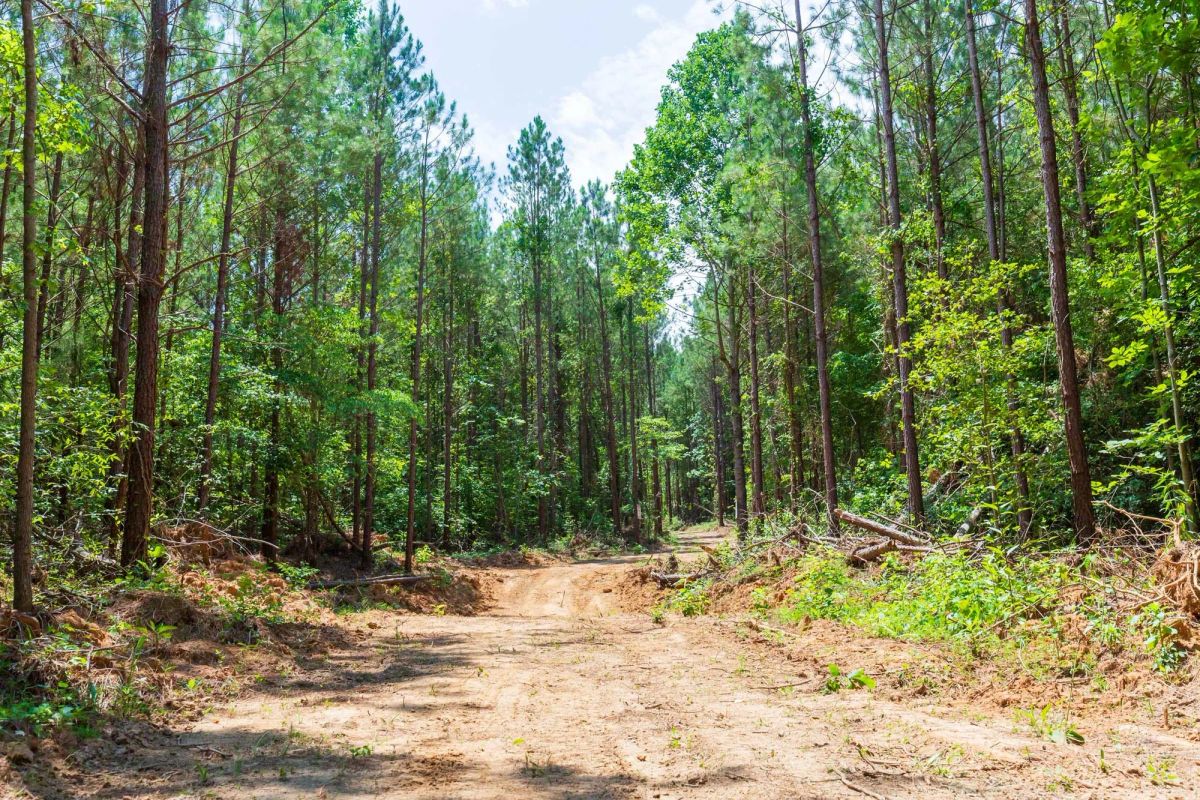 Decorative background for Whiskey Ridge Tract 90 image 10