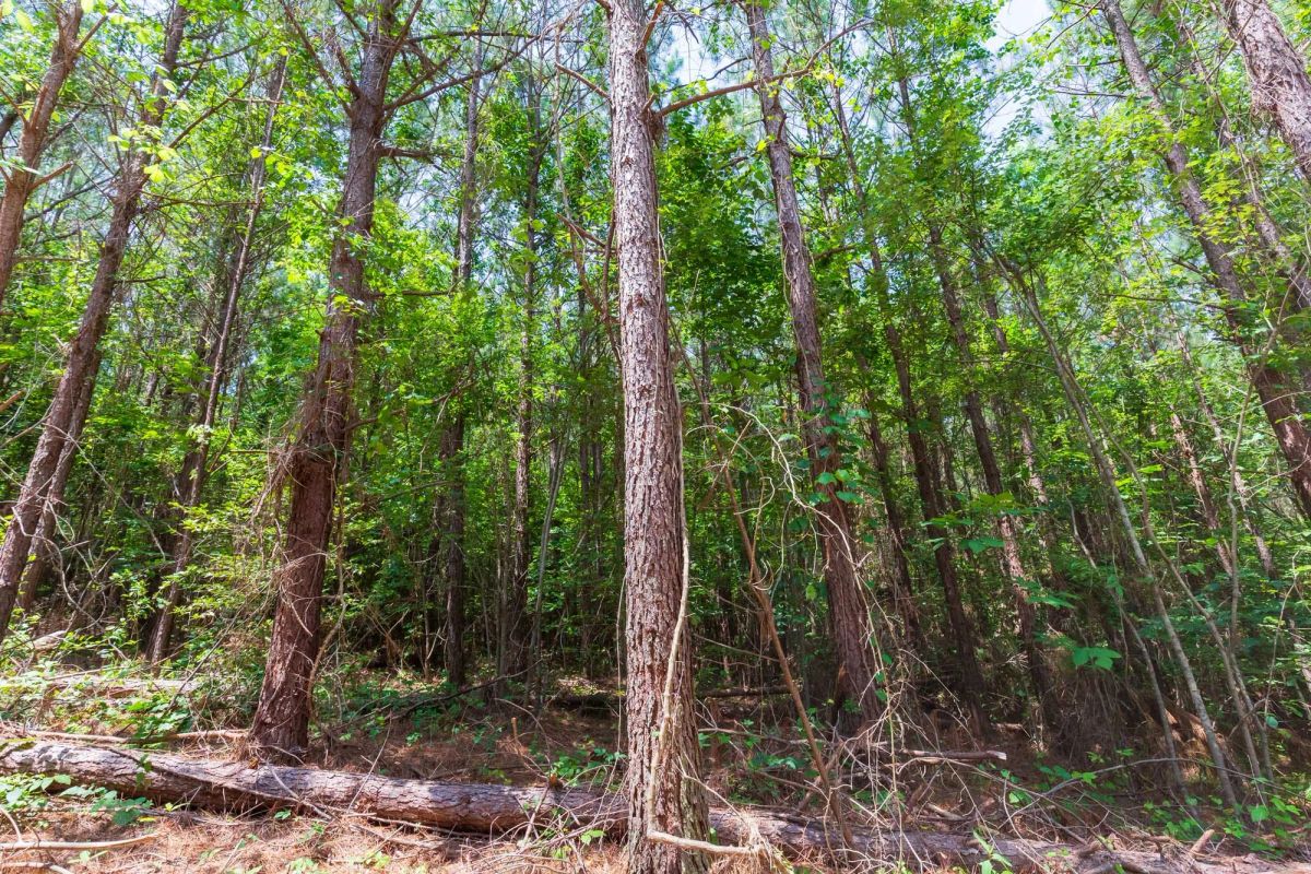Decorative background for Whiskey Ridge Tract 90 image 11