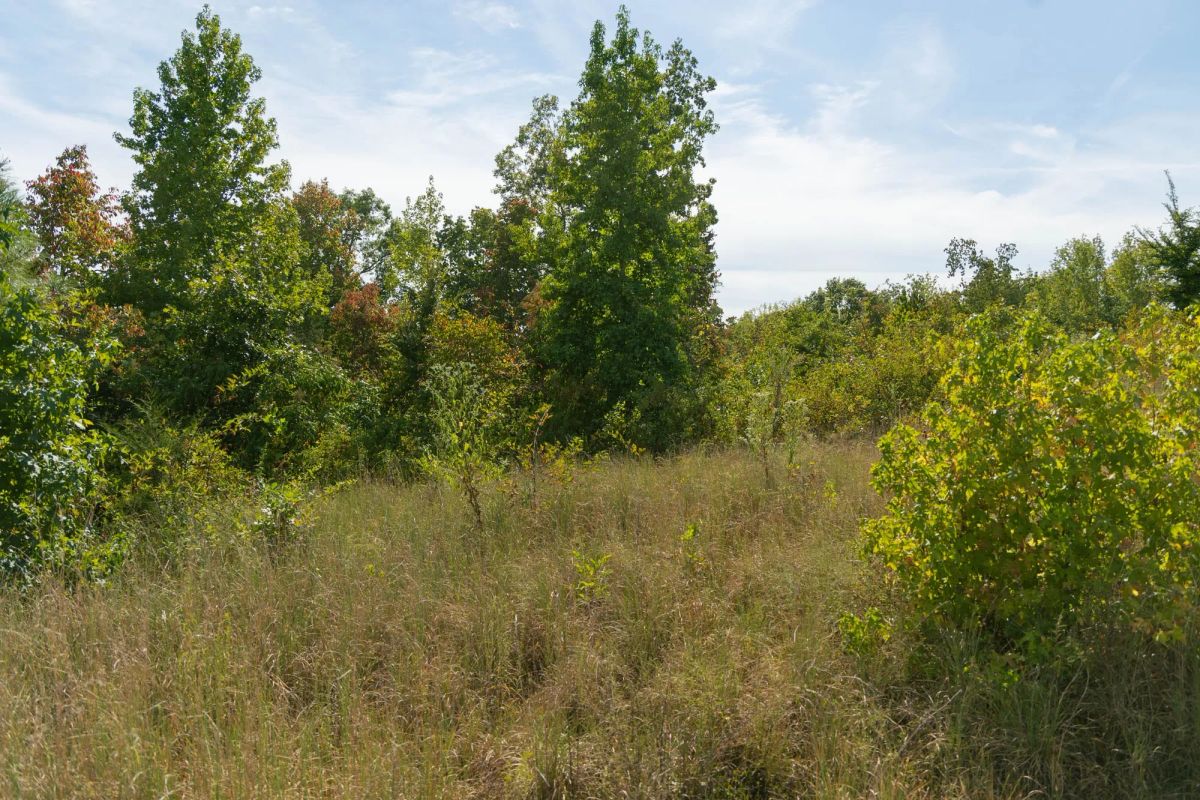 Big White Oak Tract 42 - Image 2