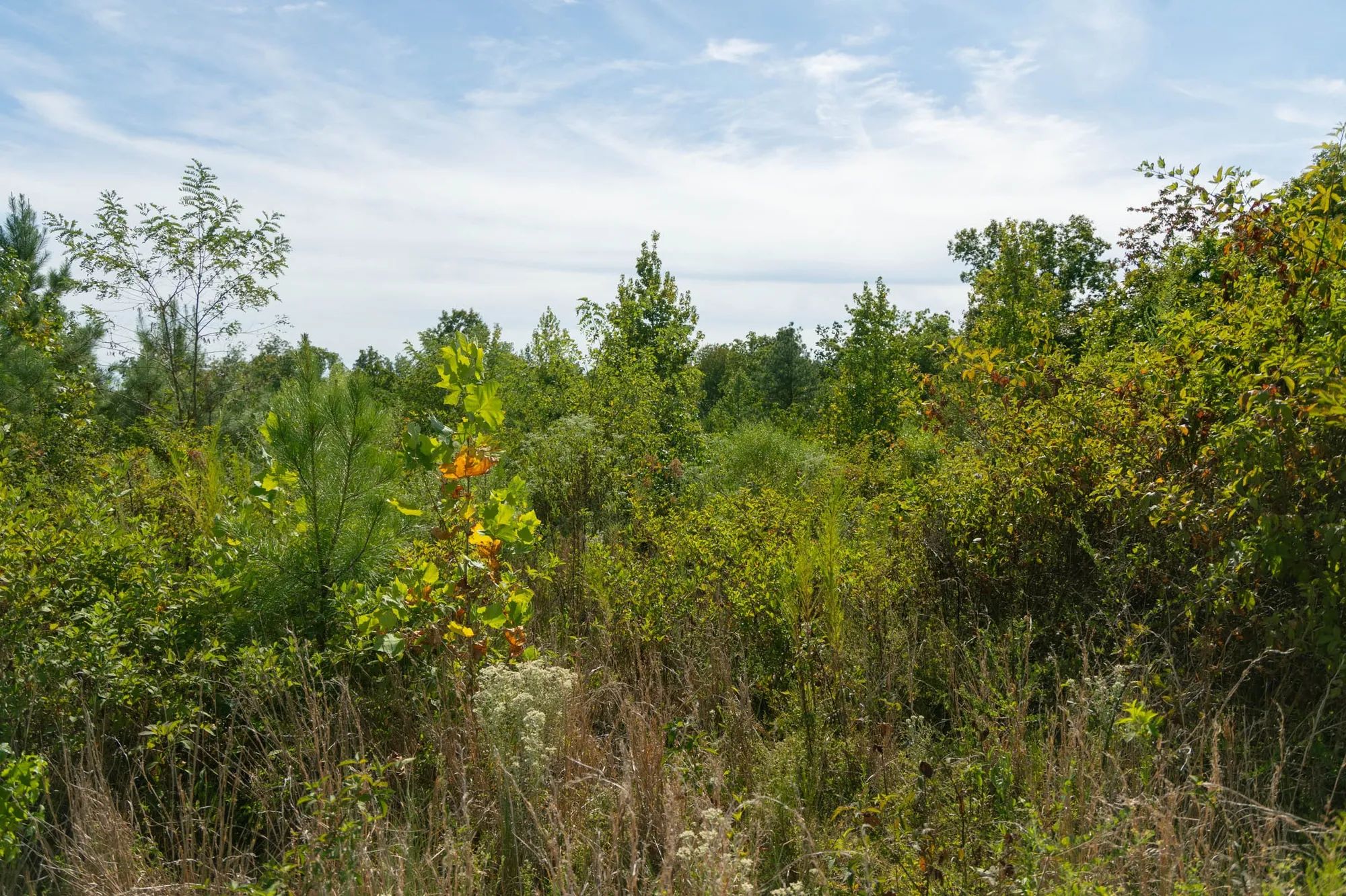 Big White Oak Tract 42 in Perry County, TN