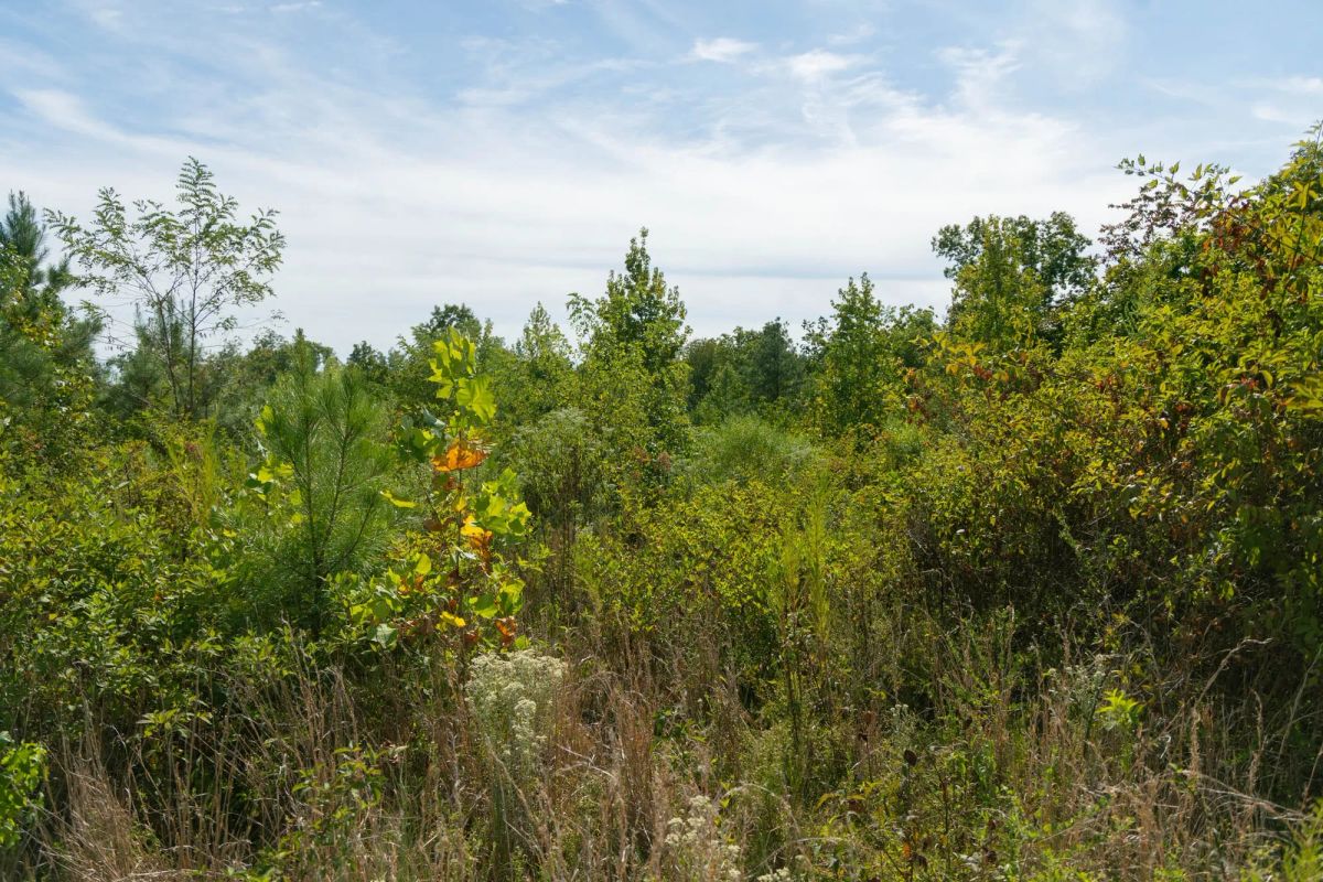 Big White Oak Tract 42 - Image 3