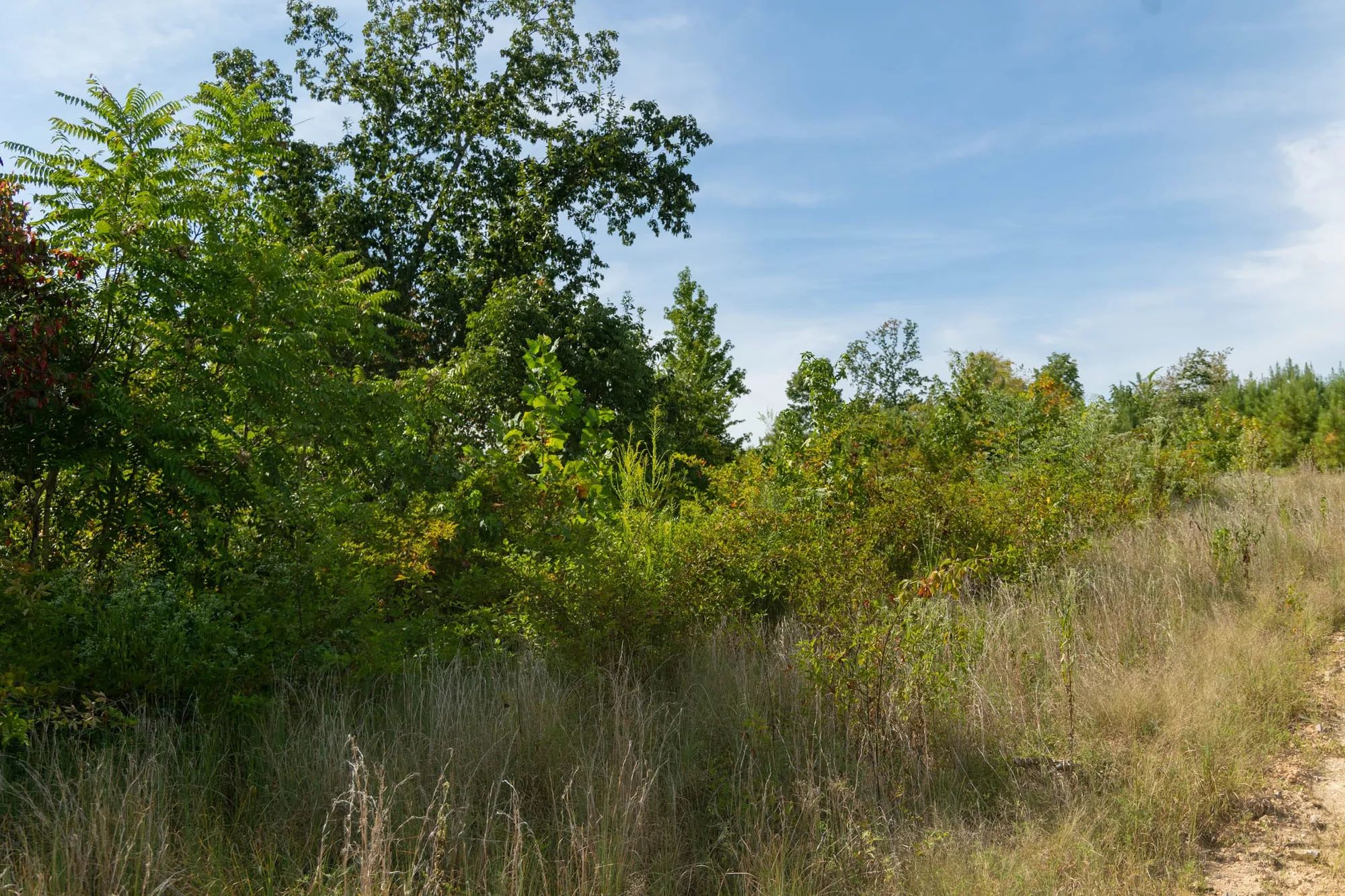 Big White Oak Tract 42 in Perry County, TN