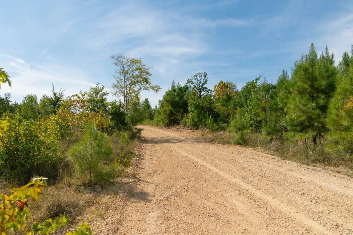 Decorative background for Big White Oak Tract 42 image 5