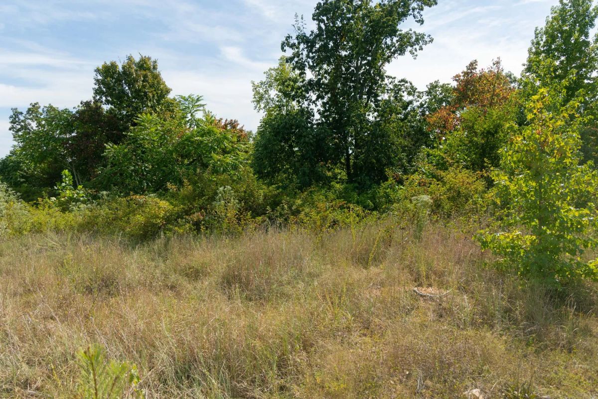 Decorative background for Big White Oak Tract 42 image 6
