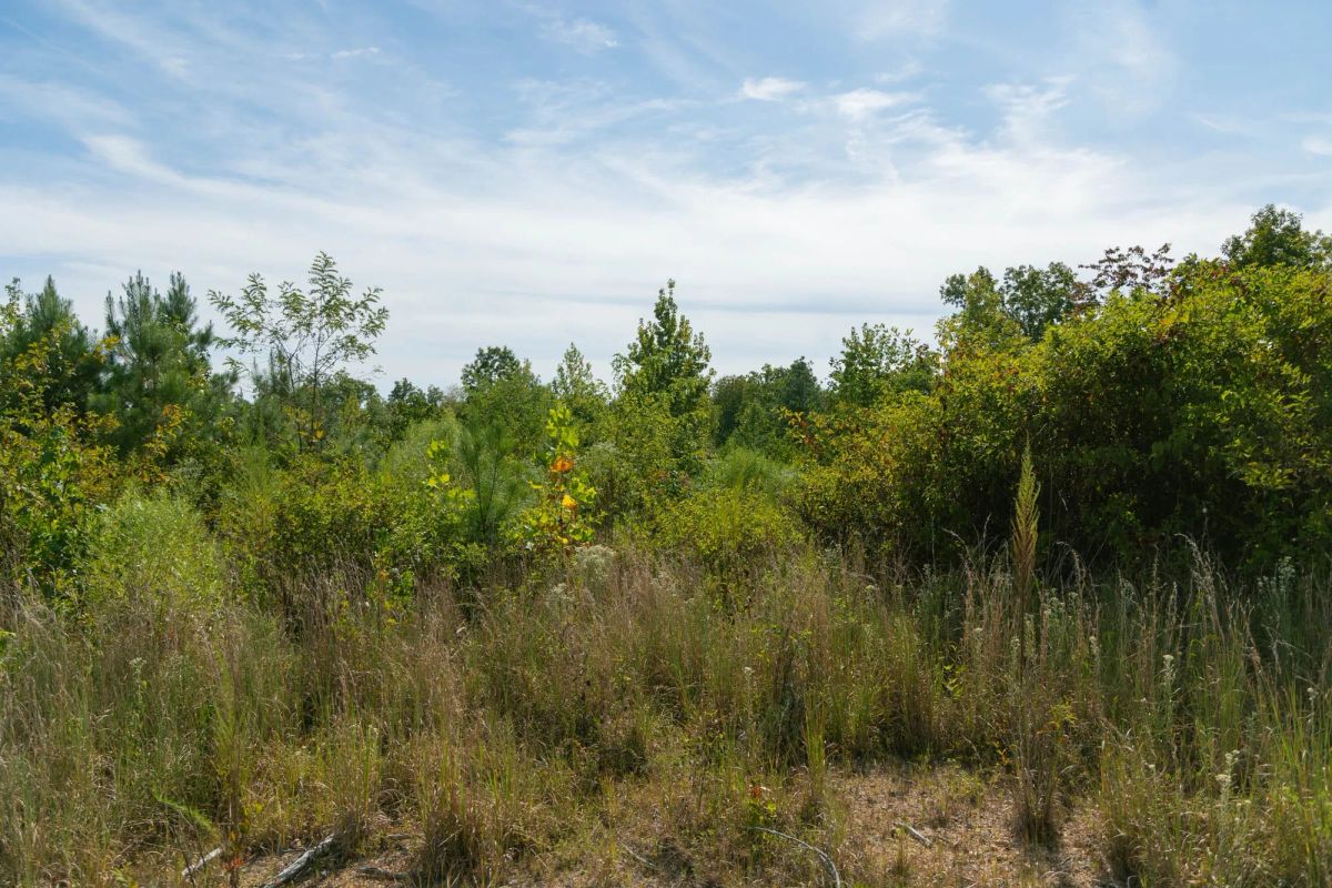 Decorative background for Big White Oak Tract 42 image 7