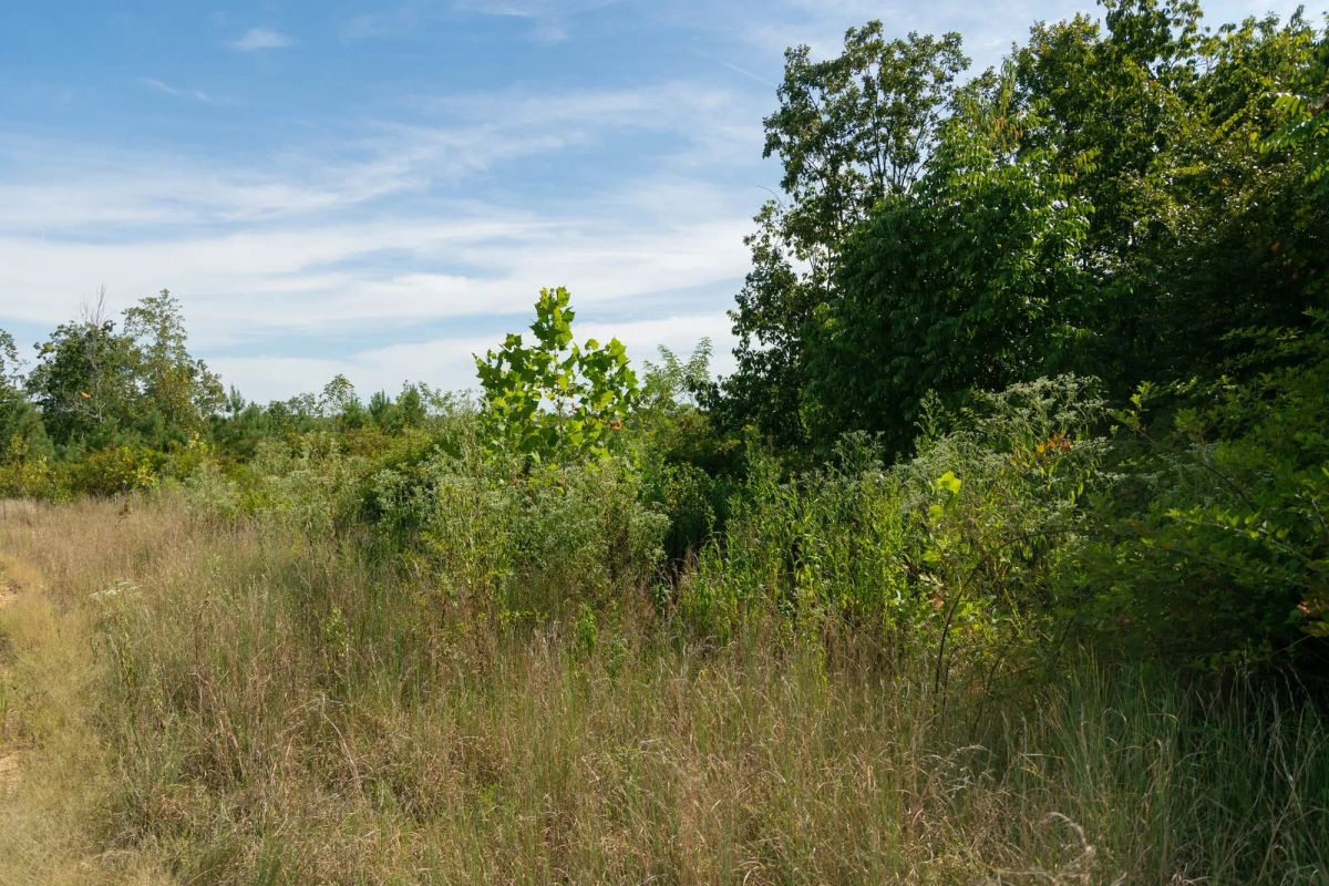 Decorative background for Big White Oak Tract 42 image 8