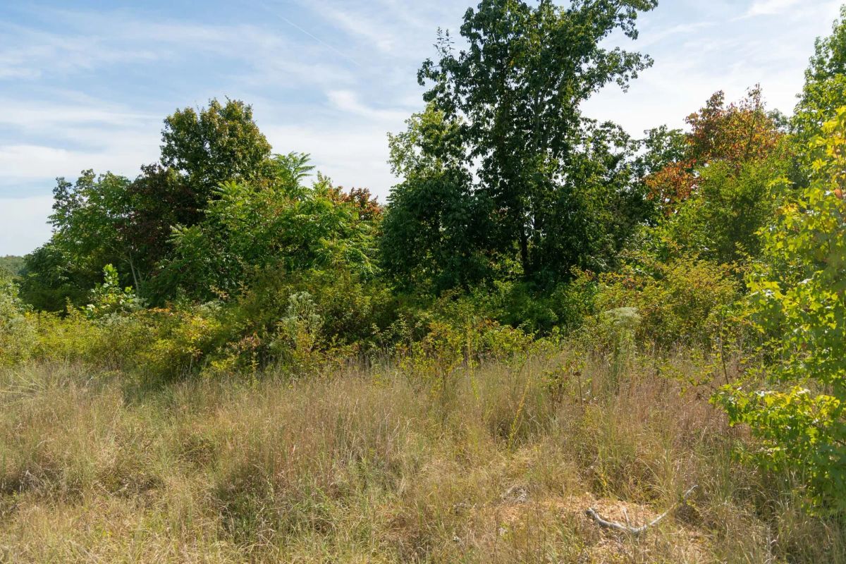 Decorative background for Big White Oak Tract 42 image 9