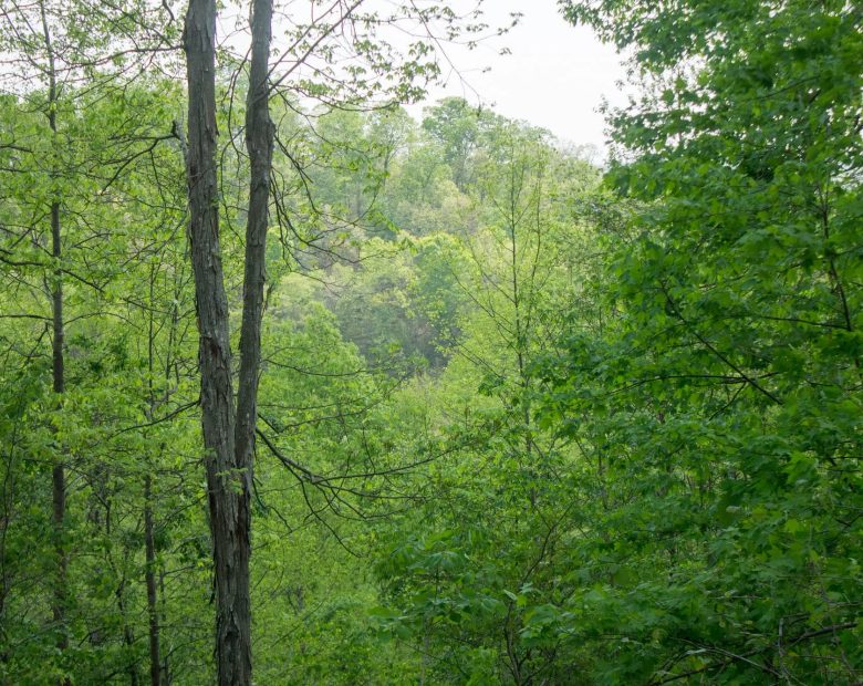 Trails End Tract 21 in Rockcastle County, KY