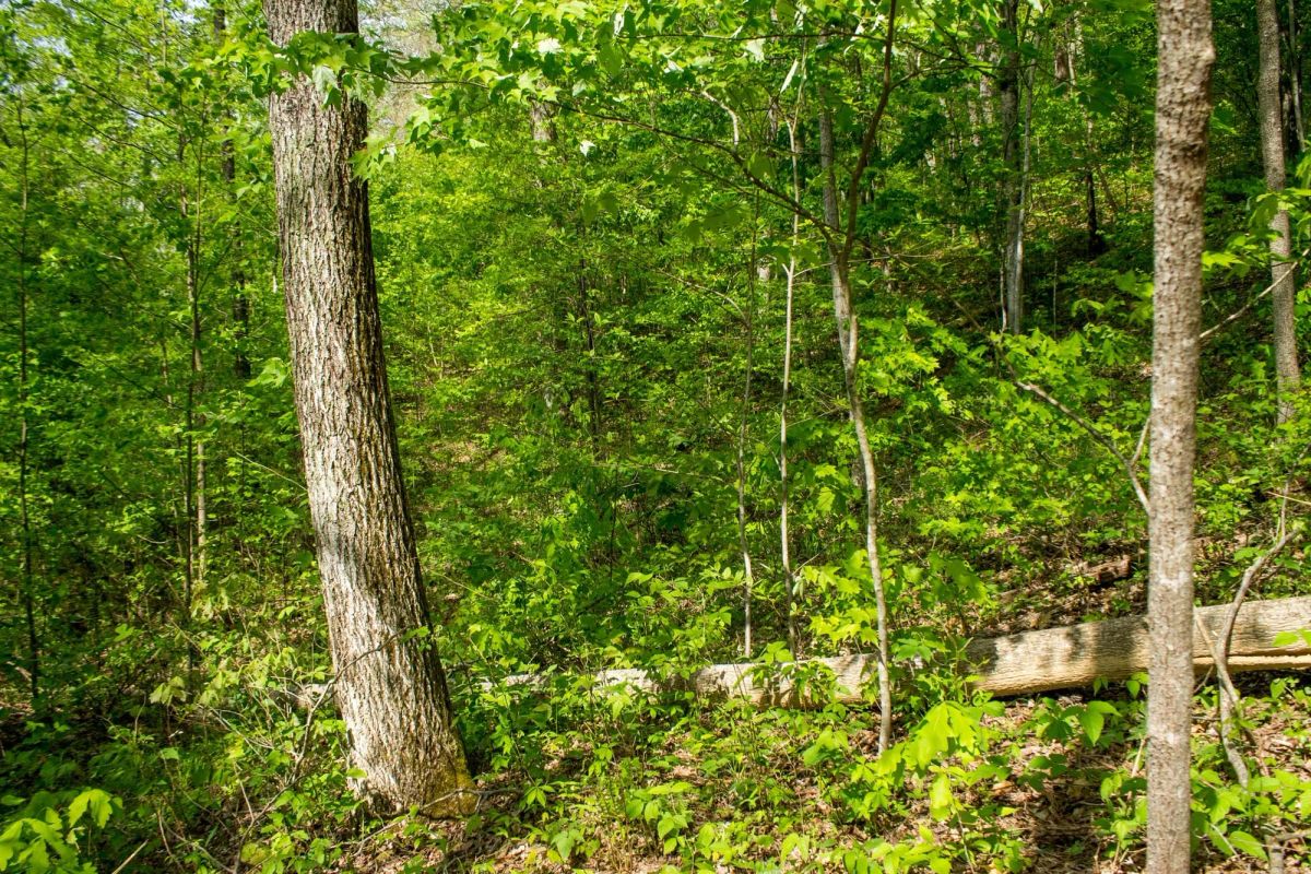 Decorative background for Trails End Tract 21 image 5