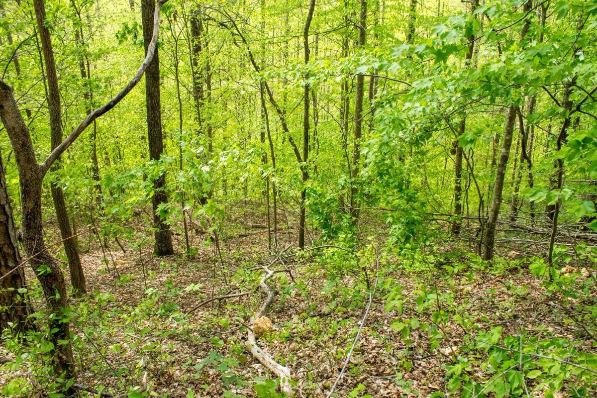 Decorative background for Trails End Tract 21 image 7
