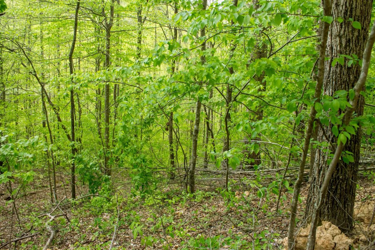 Decorative background for Trails End Tract 21 image 8