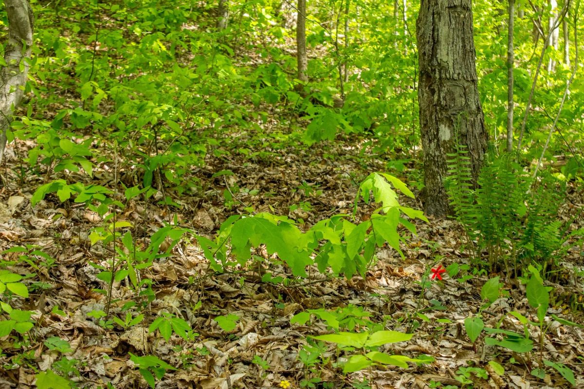 Decorative background for Trails End Tract 21 image 9