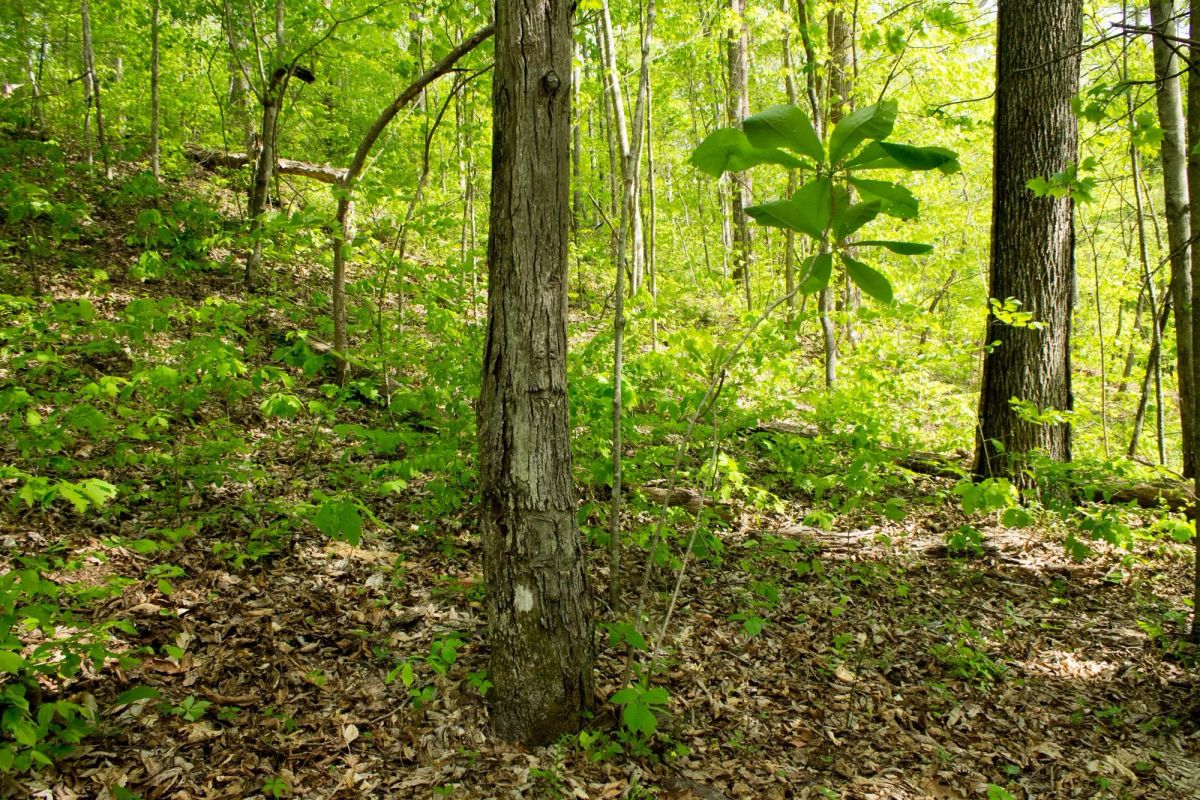 Decorative background for Trails End Tract 21 image 10