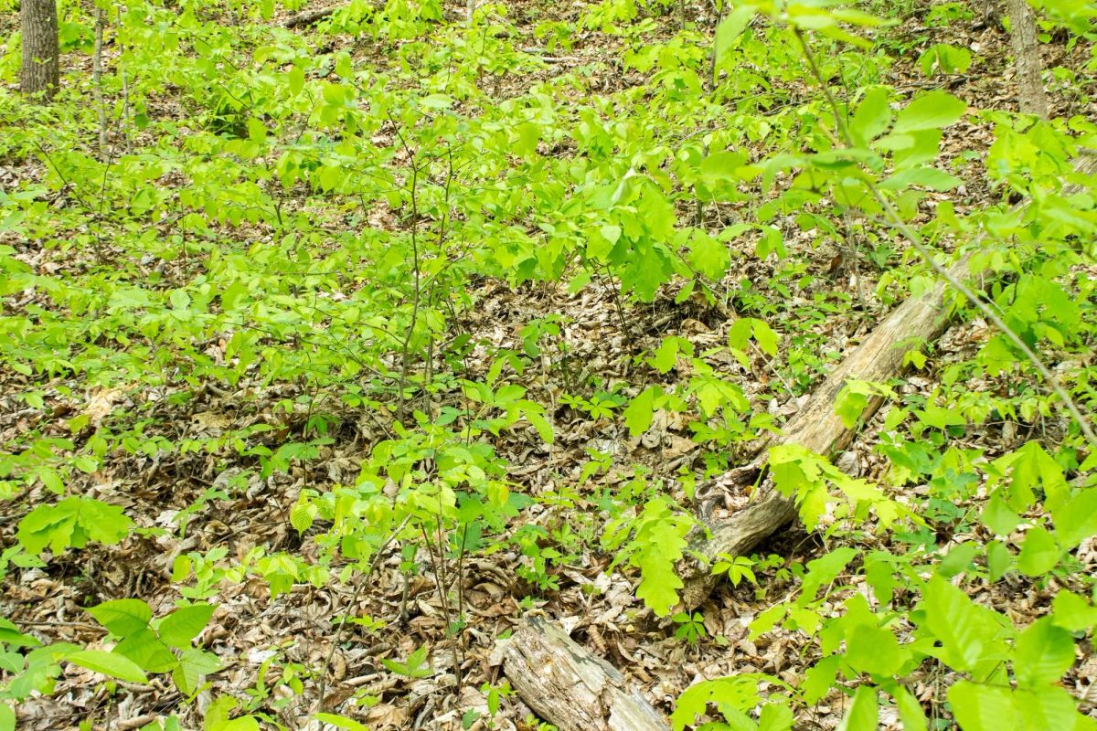 Decorative background for Trails End Tract 21 image 11