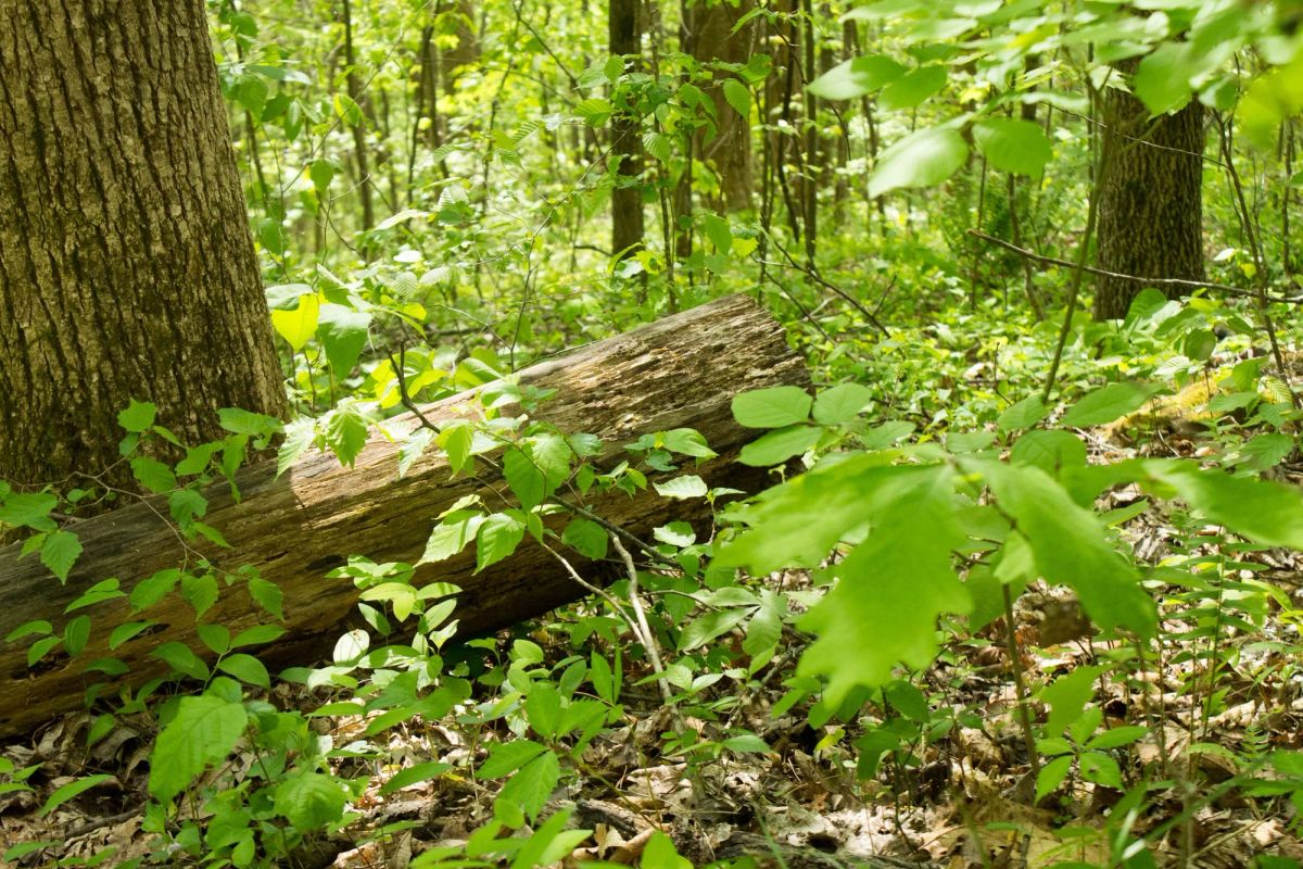 Decorative background for Trails End Tract 21 image 13