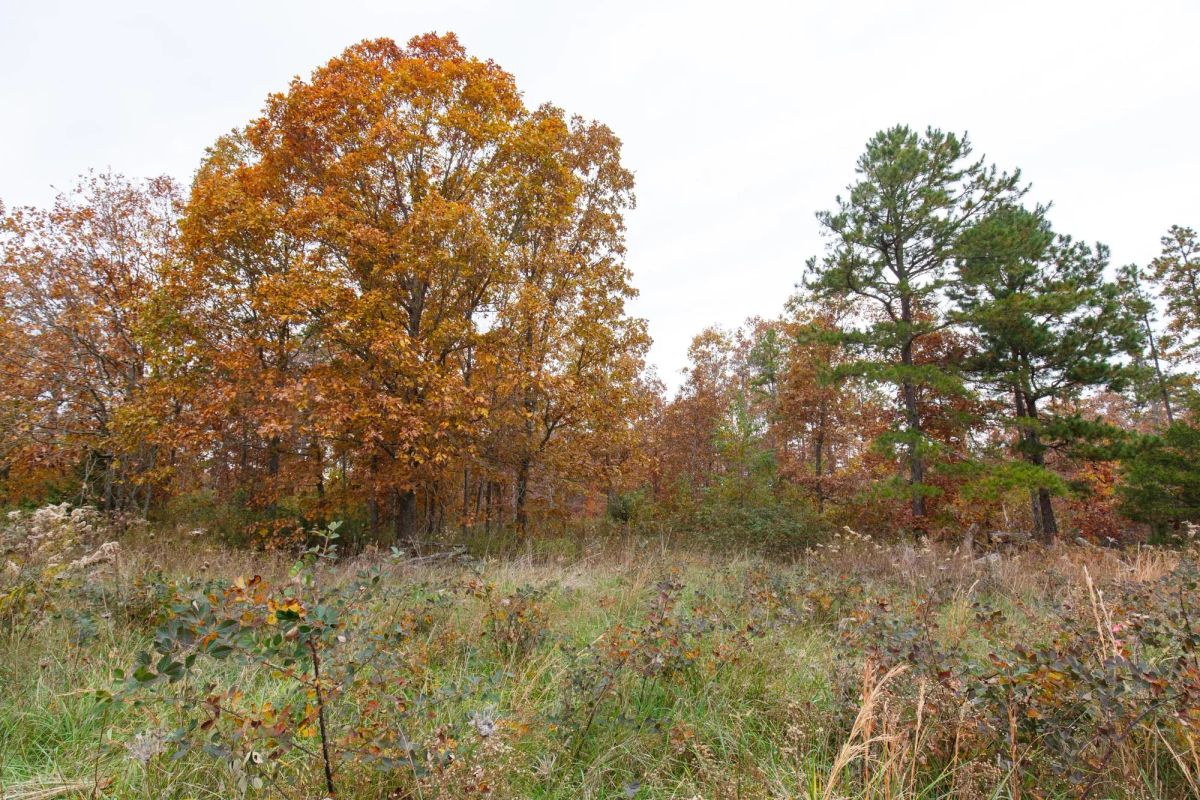 Hawkcrest Tract 21 - Image 2
