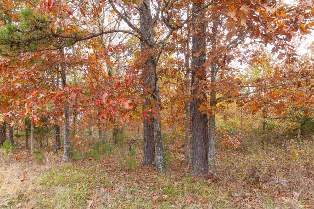Hawkcrest Tract 21 - Image 3