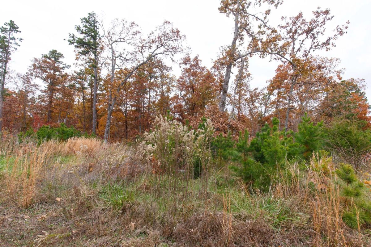 Decorative background for Hawkcrest Tract 21 image 5