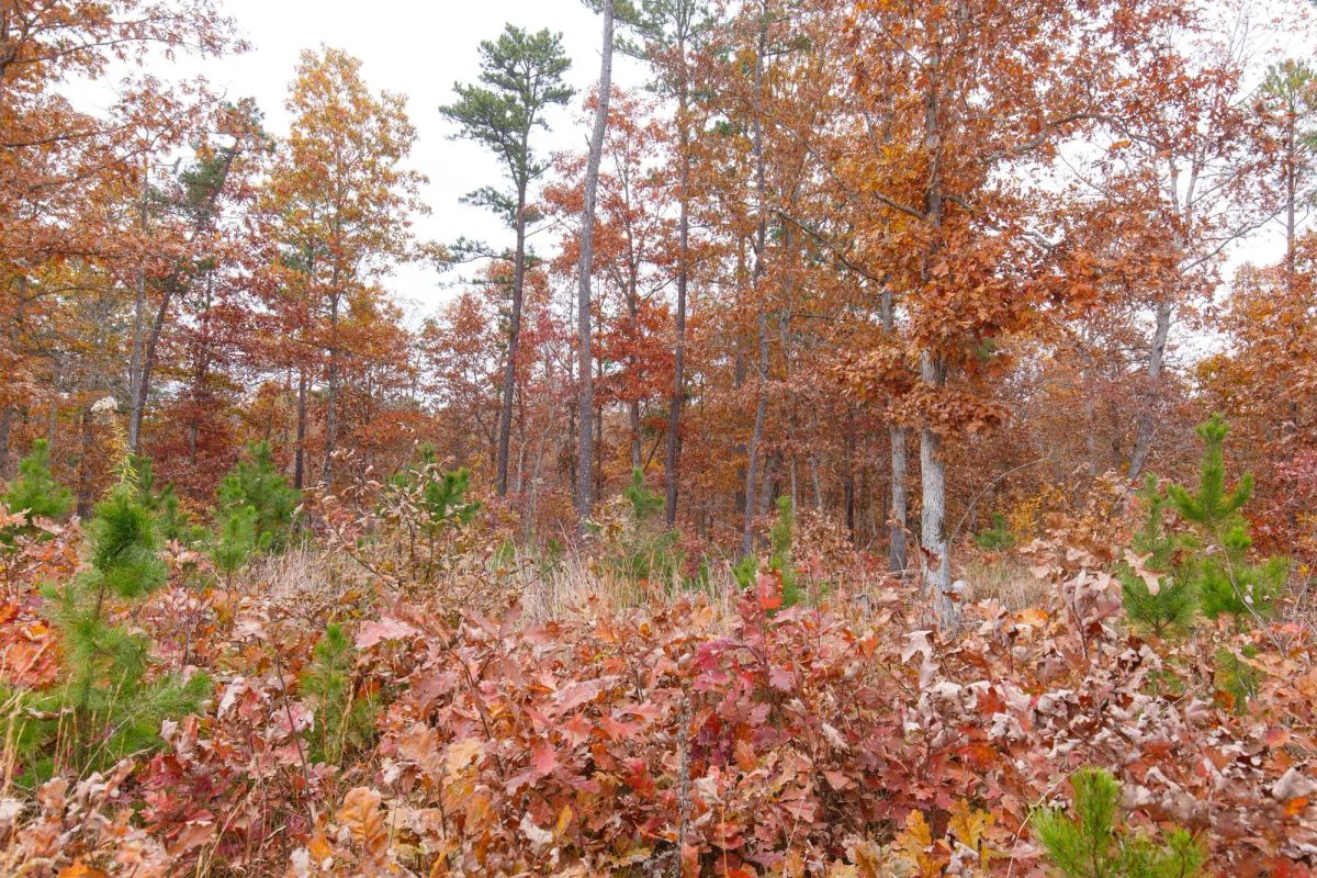 Decorative background for Hawkcrest Tract 21 image 8