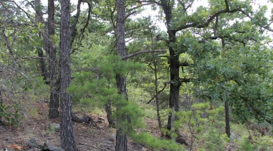 Trophy Ridge Phase III Tract 25 in Pushmataha County, OK