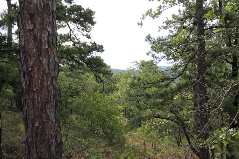 Trophy Ridge Phase III Tract 25 in Pushmataha County, OK