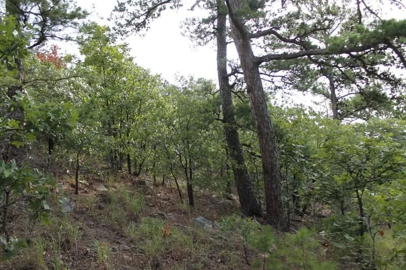 Trophy Ridge Phase III Tract 25 in Pushmataha County, OK