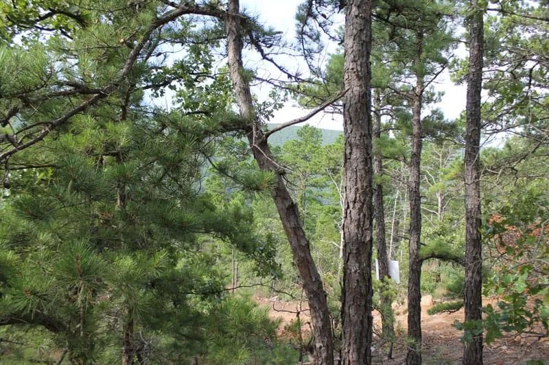 Decorative background for Trophy Ridge Phase III Tract 25 image 6