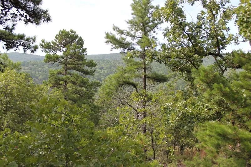 Decorative background for Trophy Ridge Phase III Tract 25 image 7