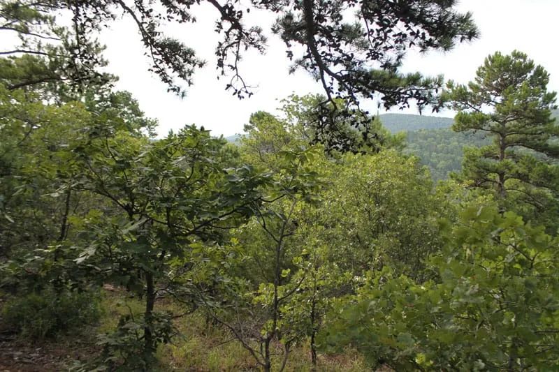 Decorative background for Trophy Ridge Phase III Tract 25 image 8